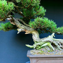 Lade das Bild in den Galerie-Viewer, Bergkiefer / Pinus mugo
