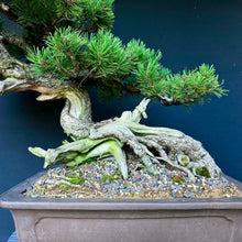 Lade das Bild in den Galerie-Viewer, Bergkiefer / Pinus mugo