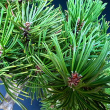 Lade das Bild in den Galerie-Viewer, Bergkiefer / Pinus mugo