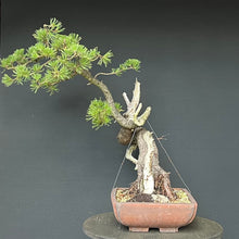 Lade das Bild in den Galerie-Viewer, Bonsai Bergkiefer / Pinus mugo