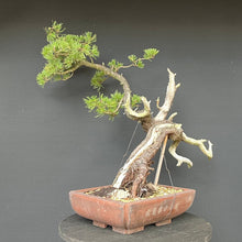 Lade das Bild in den Galerie-Viewer, Bonsai Bergkiefer / Pinus mugo