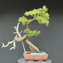 Lade das Bild in den Galerie-Viewer, Bonsai Bergkiefer / Pinus mugo