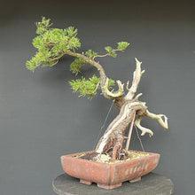 Lade das Bild in den Galerie-Viewer, Bonsai Bergkiefer / Pinus mugo