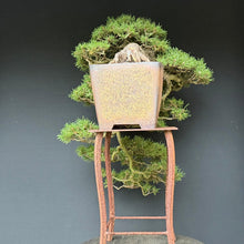 Lade das Bild in den Galerie-Viewer, Hakenkiefer / Pinus uncinata Kaskade