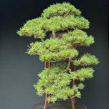 Lade das Bild in den Galerie-Viewer, Hakenkiefer / Pinus uncinata Kaskade
