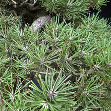 Lade das Bild in den Galerie-Viewer, Hakenkiefer / Pinus uncinata Kaskade