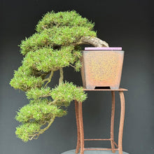 Lade das Bild in den Galerie-Viewer, Hakenkiefer / Pinus uncinata Kaskade