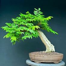Lade das Bild in den Galerie-Viewer, Blauregen / Wisteria