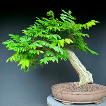 Lade das Bild in den Galerie-Viewer, Blauregen / Wisteria