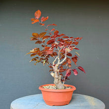 Lade das Bild in den Galerie-Viewer, Blutpflaume / Prunus cerasifera nigra