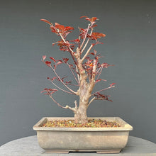 Lade das Bild in den Galerie-Viewer, Bonsai Blutpflaume / Prunus cerasifera nigra