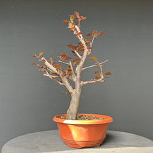 Lade das Bild in den Galerie-Viewer, Bonsai Blutpflaume / Prunus cerasifera nigra
