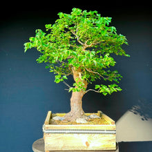 Lade das Bild in den Galerie-Viewer, Dreispitz-Ahorn / Acer buergerianum