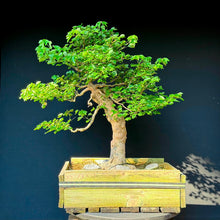 Lade das Bild in den Galerie-Viewer, Dreispitz-Ahorn / Acer buergerianum