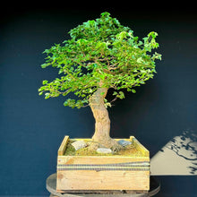 Lade das Bild in den Galerie-Viewer, Dreispitz-Ahorn / Acer buergerianum