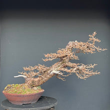 Lade das Bild in den Galerie-Viewer, Europäische Lärche / Larix Decidua