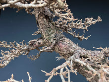 Lade das Bild in den Galerie-Viewer, Europäische Lärche / Larix Decidua