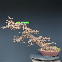 Lade das Bild in den Galerie-Viewer, Europäische Lärche / Larix Decidua