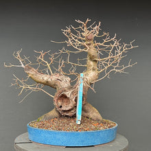 Lade das Bild in den Galerie-Viewer, Bonsai Felsenkirsche / Steinweichsel / Prunus Mahaleb