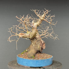 Lade das Bild in den Galerie-Viewer, Bonsai Felsenkirsche / Steinweichsel / Prunus Mahaleb