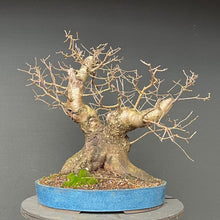 Lade das Bild in den Galerie-Viewer, Bonsai Felsenkirsche / Steinweichsel / Prunus Mahaleb