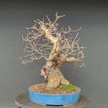 Lade das Bild in den Galerie-Viewer, Bonsai Felsenkirsche / Steinweichsel / Prunus Mahaleb