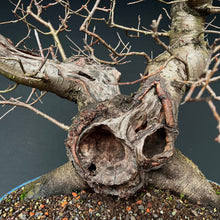Lade das Bild in den Galerie-Viewer, Bonsai Felsenkirsche / Steinweichsel / Prunus Mahaleb