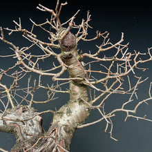 Lade das Bild in den Galerie-Viewer, Bonsai Felsenkirsche / Steinweichsel / Prunus Mahaleb