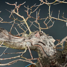 Lade das Bild in den Galerie-Viewer, Bonsai Felsenkirsche / Steinweichsel / Prunus Mahaleb