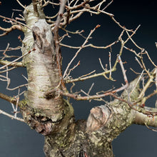 Lade das Bild in den Galerie-Viewer, Bonsai Felsenkirsche / Steinweichsel / Prunus Mahaleb