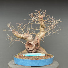 Lade das Bild in den Galerie-Viewer, Bonsai Felsenkirsche / Steinweichsel / Prunus Mahaleb