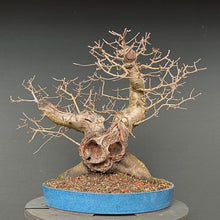 Lade das Bild in den Galerie-Viewer, Bonsai Felsenkirsche / Steinweichsel / Prunus Mahaleb