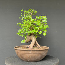 Lade das Bild in den Galerie-Viewer, Bonsai Felsenkirsche / Steinweichsel / Prunus Mahaleb