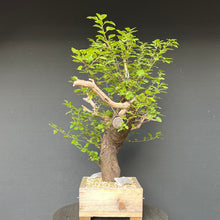 Lade das Bild in den Galerie-Viewer, Bonsai Felsenkirsche / Steinweichsel / Prunus Mahaleb