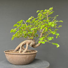 Lade das Bild in den Galerie-Viewer, Bonsai Felsenkirsche / Steinweichsel / Prunus Mahaleb