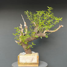 Lade das Bild in den Galerie-Viewer, Bonsai Felsenkirsche / Steinweichsel / Prunus Mahaleb