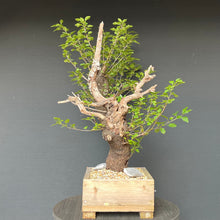 Lade das Bild in den Galerie-Viewer, Bonsai Felsenkirsche / Steinweichsel / Prunus Mahaleb
