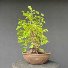 Lade das Bild in den Galerie-Viewer, Bonsai Felsenkirsche / Steinweichsel / Prunus Mahaleb