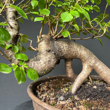 Lade das Bild in den Galerie-Viewer, Bonsai Felsenkirsche / Steinweichsel / Prunus Mahaleb