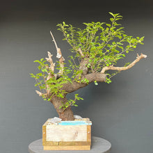 Lade das Bild in den Galerie-Viewer, Bonsai Felsenkirsche / Steinweichsel / Prunus Mahaleb