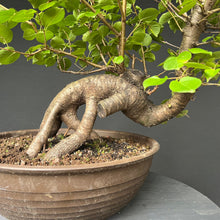 Lade das Bild in den Galerie-Viewer, Bonsai Felsenkirsche / Steinweichsel / Prunus Mahaleb