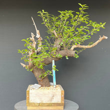 Lade das Bild in den Galerie-Viewer, Bonsai Felsenkirsche / Steinweichsel / Prunus Mahaleb