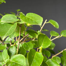 Lade das Bild in den Galerie-Viewer, Bonsai Felsenkirsche / Steinweichsel / Prunus Mahaleb