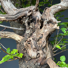 Lade das Bild in den Galerie-Viewer, Bonsai Felsenkirsche / Steinweichsel / Prunus Mahaleb