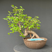 Lade das Bild in den Galerie-Viewer, Bonsai Felsenkirsche / Steinweichsel / Prunus Mahaleb