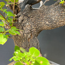Lade das Bild in den Galerie-Viewer, Bonsai Felsenkirsche / Steinweichsel / Prunus Mahaleb