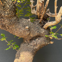 Lade das Bild in den Galerie-Viewer, Bonsai Felsenkirsche / Steinweichsel / Prunus Mahaleb