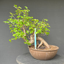 Lade das Bild in den Galerie-Viewer, Bonsai Felsenkirsche / Steinweichsel / Prunus Mahaleb