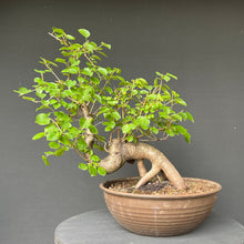 Lade das Bild in den Galerie-Viewer, Bonsai Felsenkirsche / Steinweichsel / Prunus Mahaleb