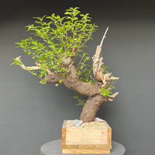 Lade das Bild in den Galerie-Viewer, Bonsai Felsenkirsche / Steinweichsel / Prunus Mahaleb